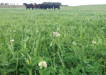 A volta das leguminosas FORRAGEIRAS