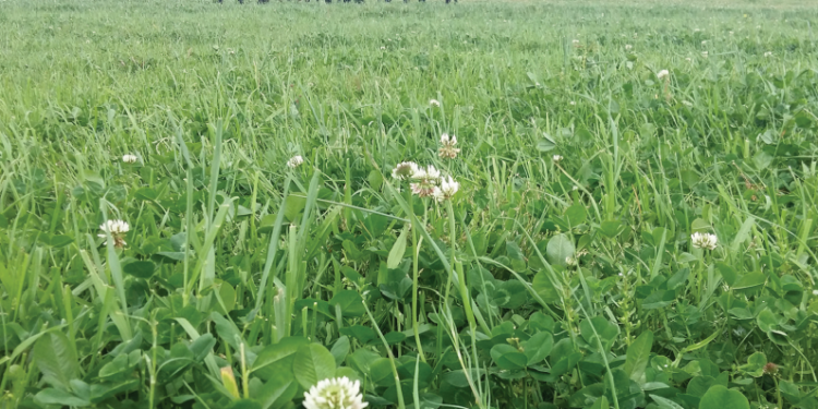 A volta das leguminosas FORRAGEIRAS