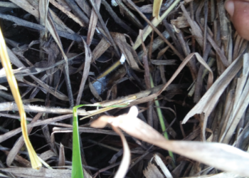 Infestação geral e elevada de cigarrinhas e lagartas pode ser evitada com Manejo Integrado de Pragas (MIP)