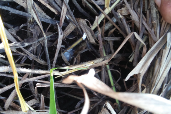 Infestação geral e elevada de cigarrinhas e lagartas pode ser evitada com Manejo Integrado de Pragas (MIP)