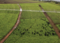 Avanço tecnológico garante pasto verde o ano todo para o gado com gestão sustentável de recursos financeiros e naturais