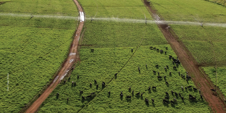 Avanço tecnológico garante pasto verde o ano todo para o gado com gestão sustentável de recursos financeiros e naturais