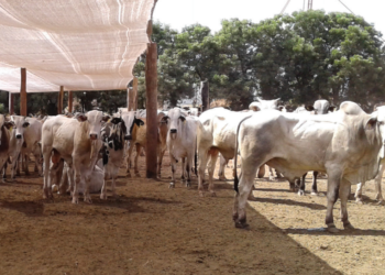 Bem-estar na terminação pode elevar em 30% o peso do boi gordo e os ganhos em escala de abate