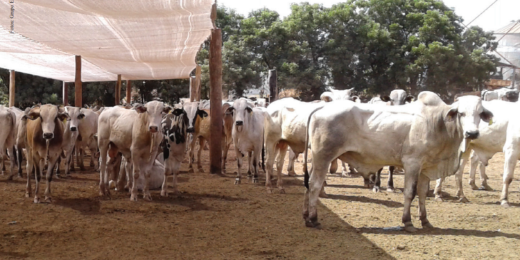 Bem-estar na terminação pode elevar em 30% o peso do boi gordo e os ganhos em escala de abate