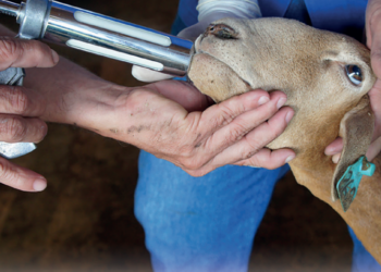 Controle integrado no controle à verminose