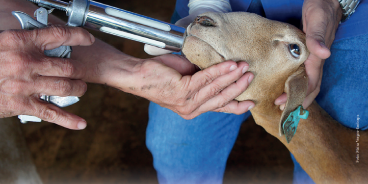 Controle integrado no controle à verminose