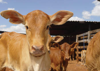 Investimento em bezerros superiores na desmama se perde quando a terminação precocenão sustenta a curva desenvolvimento obtida na cria