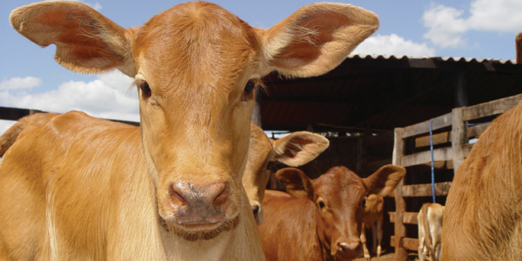 Investimento em bezerros superiores na desmama se perde quando a terminação precocenão sustenta a curva desenvolvimento obtida na cria