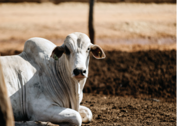 O MELHOR REMÉDIO É A PREVENÇÃO