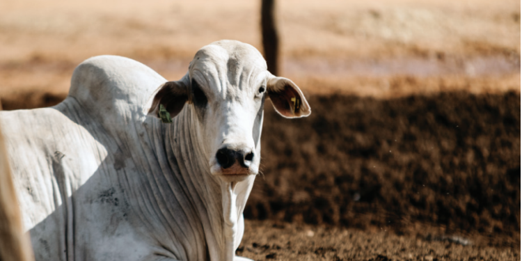 O MELHOR REMÉDIO É A PREVENÇÃO