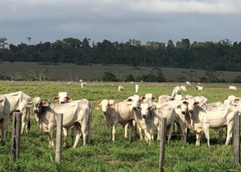 REPOSIÇÃO APERTADA PEDE RECRIA ACELERADA