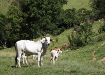 SAÚDE DA RECRIA COMEÇA NA CRIA