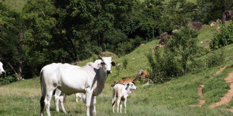SAÚDE DA RECRIA COMEÇA NA CRIA