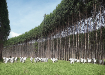 REFORMA EFICIENTE, RENTÁVEL E SUSTENTÁVEL COM ILP