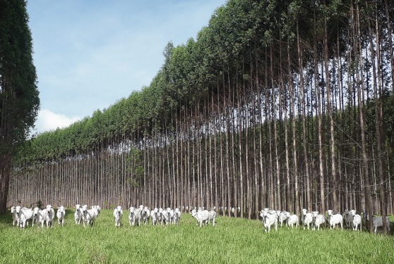 REFORMA EFICIENTE, RENTÁVEL E SUSTENTÁVEL COM ILP