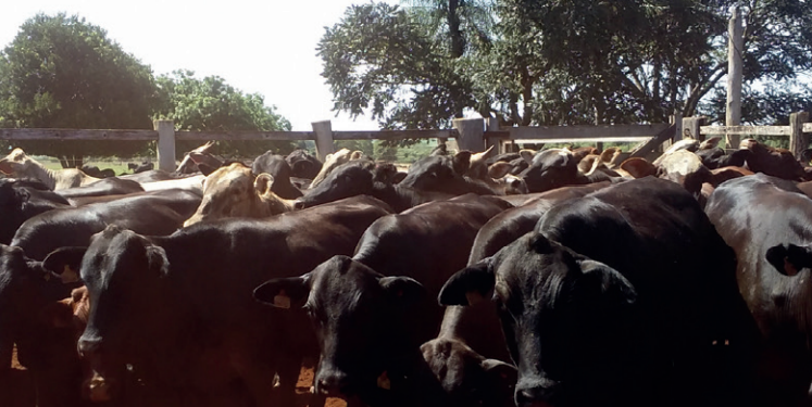 Produto da cruza entre zebu e taurino transfere energia que seria gasta na manutenção da temperatura corporal para lactação e reprodução￼