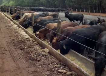 Semiconfinamento garante espessura de gordura necessária para conservar a qualidade da carne