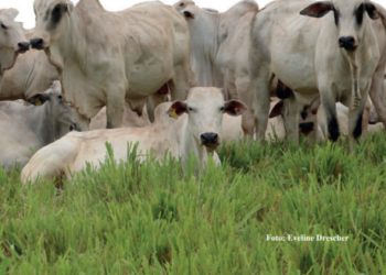 LAVOURA DE CAPIM RENOVADA