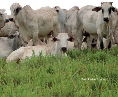 LAVOURA DE CAPIM RENOVADA