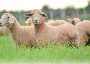 Trabalho realizado por profissionais do Senar junto a criadores promove melhoria nos índices dos rebanhos