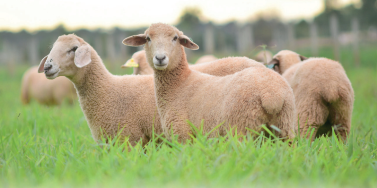 Trabalho realizado por profissionais do Senar junto a criadores promove melhoria nos índices dos rebanhos