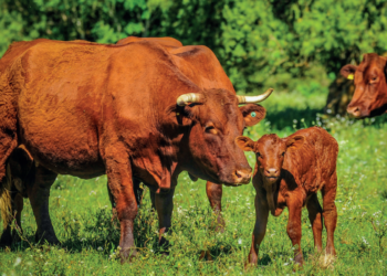 Alimentação no pré-parto define duração do anestro 