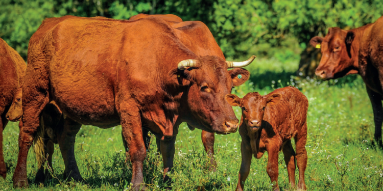 Alimentação no pré-parto define duração do anestro 