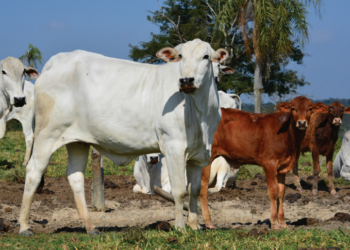 Manejo durante protocolo de IATF impacta sobre índice de prenhez, interfere no desempenho da futura progênie e pode atrasar concepção subsequente