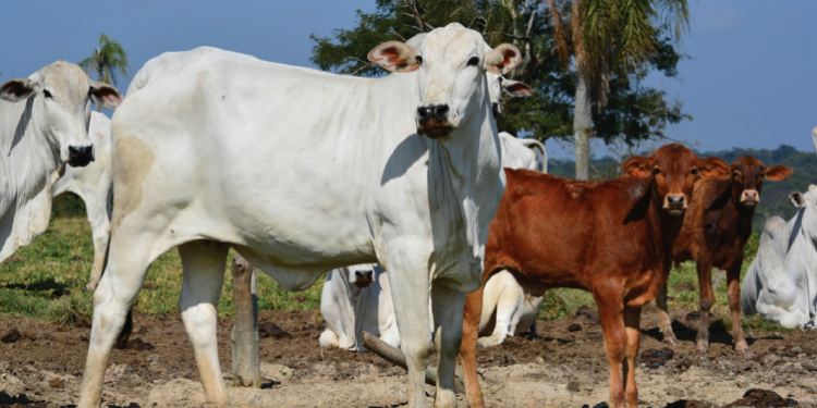 Manejo durante protocolo de IATF impacta sobre índice de prenhez, interfere no desempenho da futura progênie e pode atrasar concepção subsequente