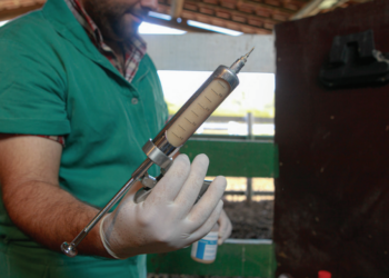 Novilhas precoces tornam-se mais sensíveis a desequilíbrios reprodutivos