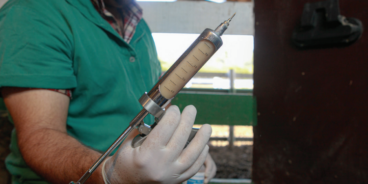 Novilhas precoces tornam-se mais sensíveis a desequilíbrios reprodutivos