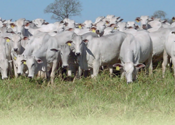 Recria em confinamento põe fêmeas recém-desmamadas em condições de emprenhar na primeira estação de monta pós-desmame