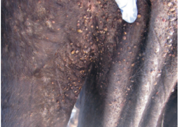 Extratos vegetais podem ser fonte para antiparasitários