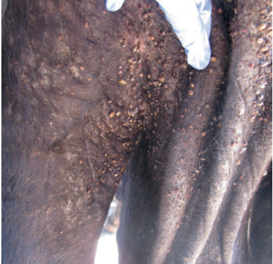 Extratos vegetais podem ser fonte para antiparasitários