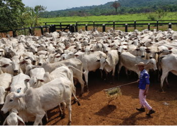 GENÉTICA CUSTOMIZADA PARA PRENHEZ PRECOCE