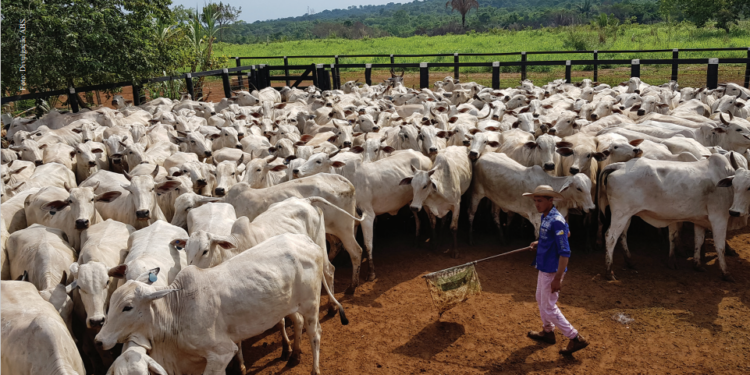 GENÉTICA CUSTOMIZADA PARA PRENHEZ PRECOCE