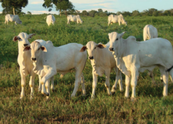 BONS NA RECRIA, BONS NA ENGORDA