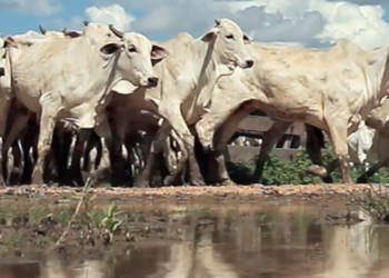 Uso da IATF cresce na preferência do criador para ampliar produtividade do rebanho, mas requer gestão capaz de torná-la rentável