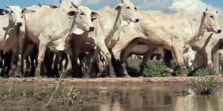 Uso da IATF cresce na preferência do criador para ampliar produtividade do rebanho, mas requer gestão capaz de torná-la rentável