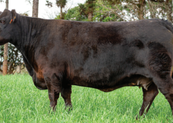 TOUROS DA BLASFÊMIA, O USO DE DADOS TÉCNICOS PARA FINS COMERCIAIS