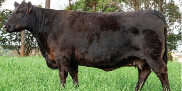 TOUROS DA BLASFÊMIA, O USO DE DADOS TÉCNICOS PARA FINS COMERCIAIS