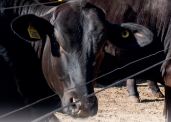 Cruzamento industrial de zebuínos e taurinos para acelerar o ciclo