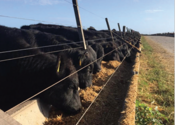 Alimentação associada às defesas orgânicas diminui degradação celular e potencializa desempenho nos momentos mais desafiadores do ciclo