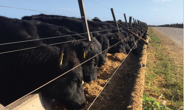 Alimentação associada às defesas orgânicas diminui degradação celular e potencializa desempenho nos momentos mais desafiadores do ciclo