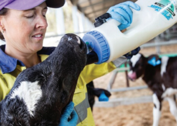 Novos padrões para a avaliação de eficiência de colostragem requerem manejo focado em quantidade, qualidade e rapidez de ação