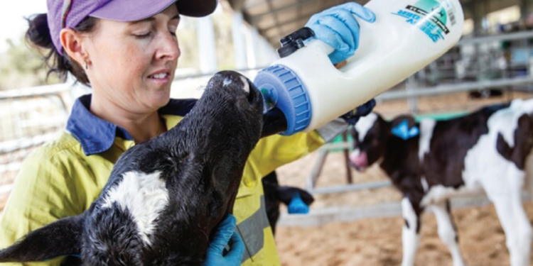 Novos padrões para a avaliação de eficiência de colostragem requerem manejo focado em quantidade, qualidade e rapidez de ação