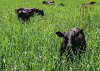 PASTO RECUPERADO E NATUREZA PRESERVADA