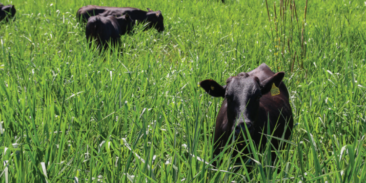 PASTO RECUPERADO E NATUREZA PRESERVADA