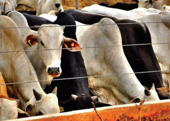 Sequestro de animais jovens é alternativa para garantir desempenho, padronizar lotes e melhorar qualidade de carcaça durante escassez de pasto