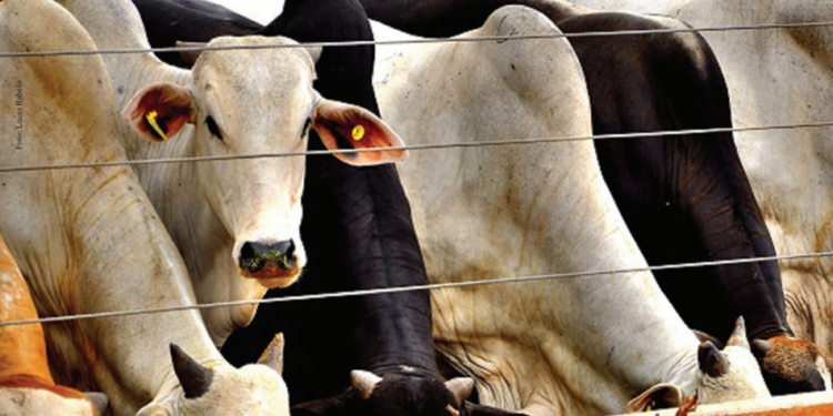 Sequestro de animais jovens é alternativa para garantir desempenho, padronizar lotes e melhorar qualidade de carcaça durante escassez de pasto